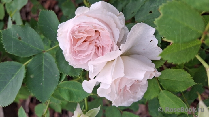 Morden Blush