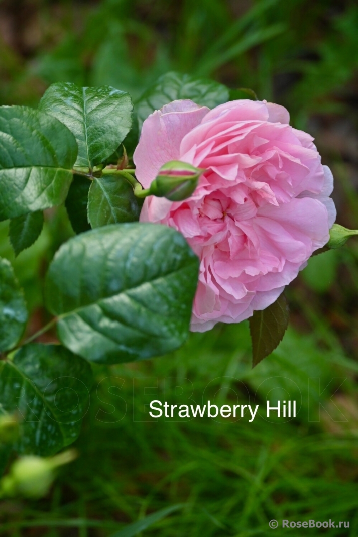 Strawberry Hill 