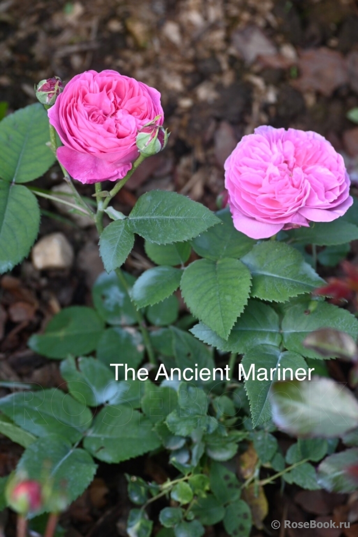 Ancient Mariner, The
