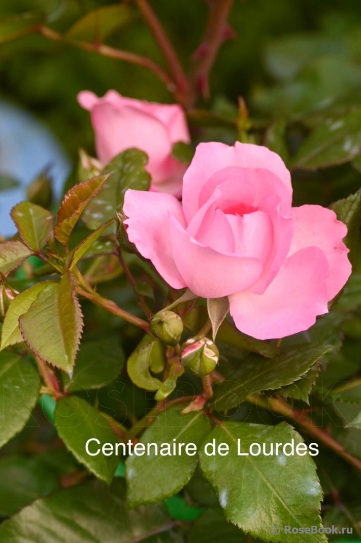 Centenaire de Lourdes 