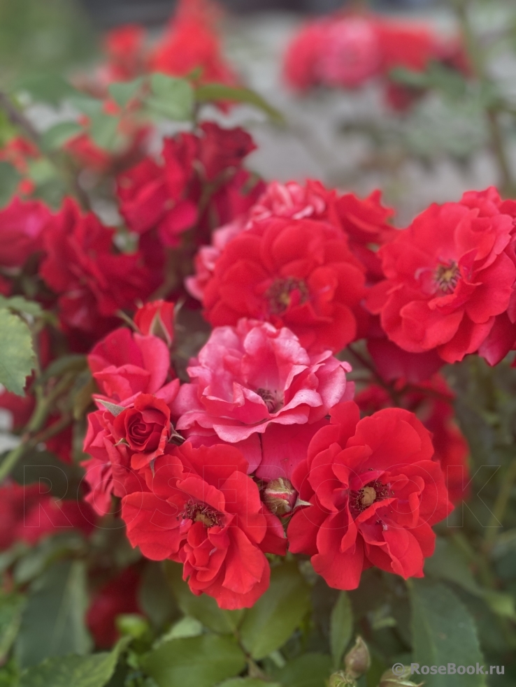 Roter Korsar 