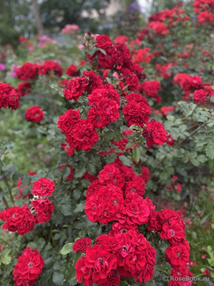Roter Korsar 