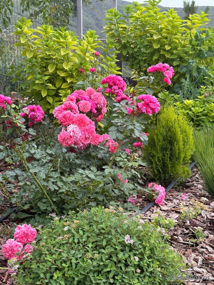 Rosarium Uetersen