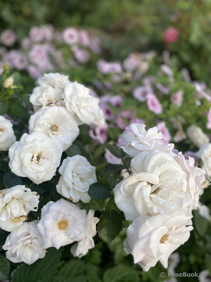 Aspirin Rose