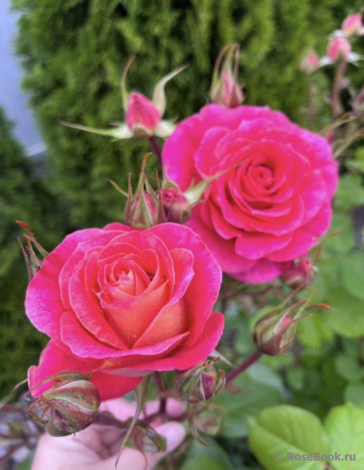 Belle Epoque Sunflor ®