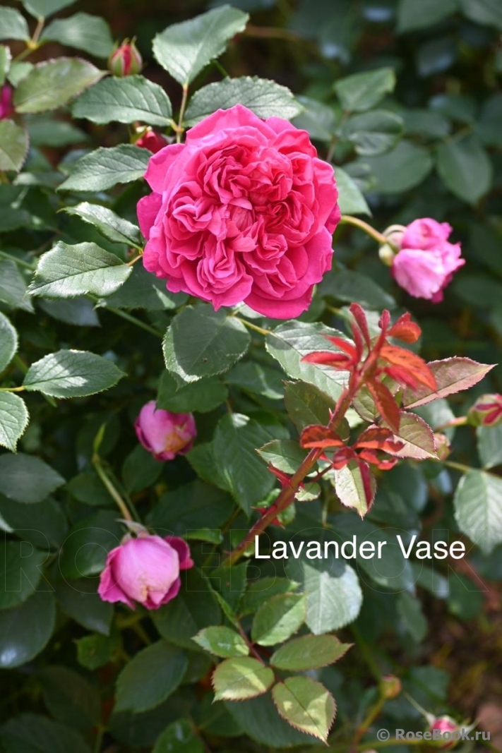 Lavander Vaza