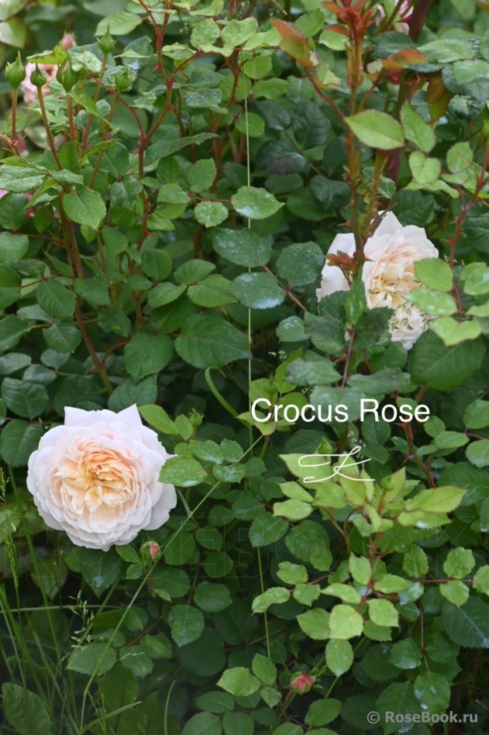 Crocus Rose® 