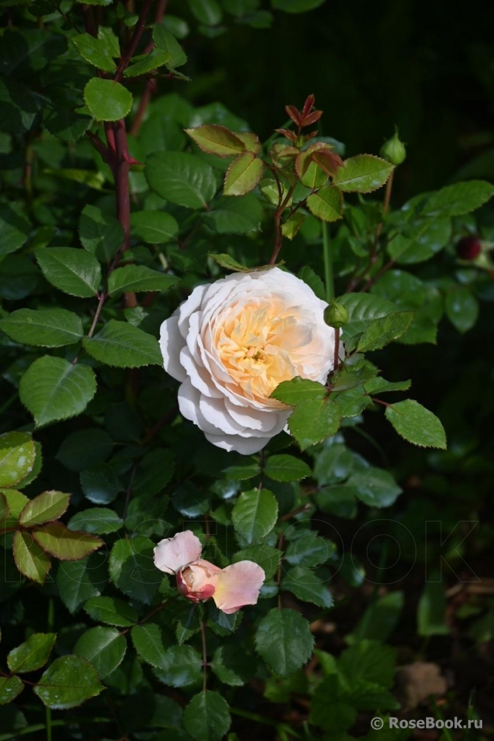 Crocus Rose® 