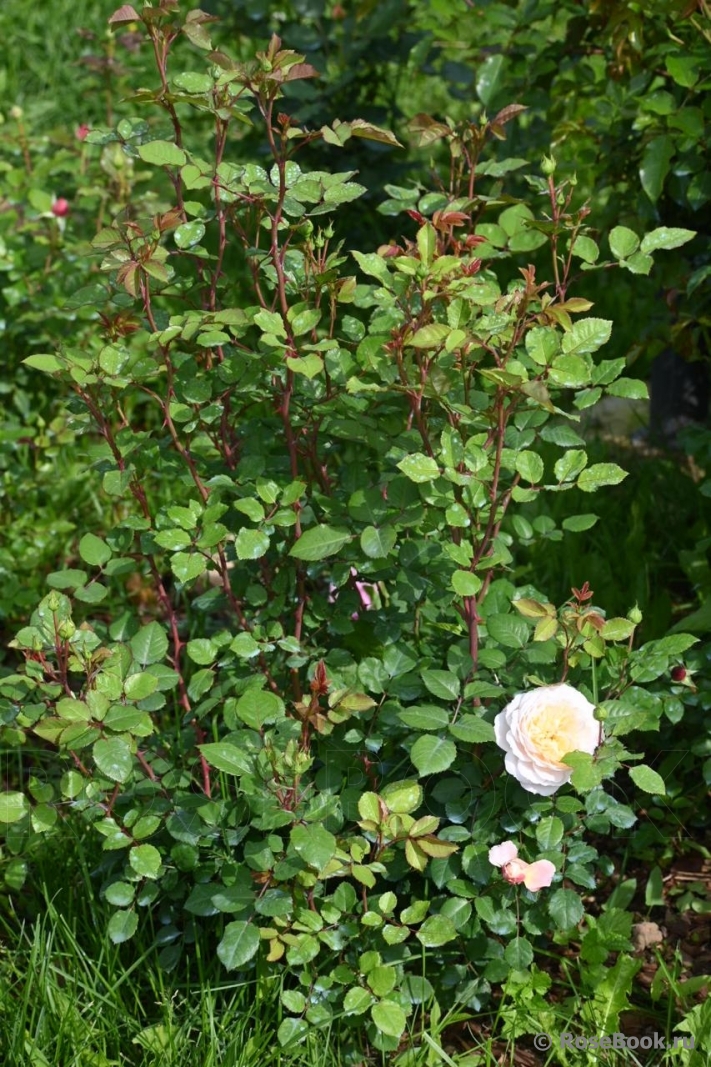 Crocus Rose® 