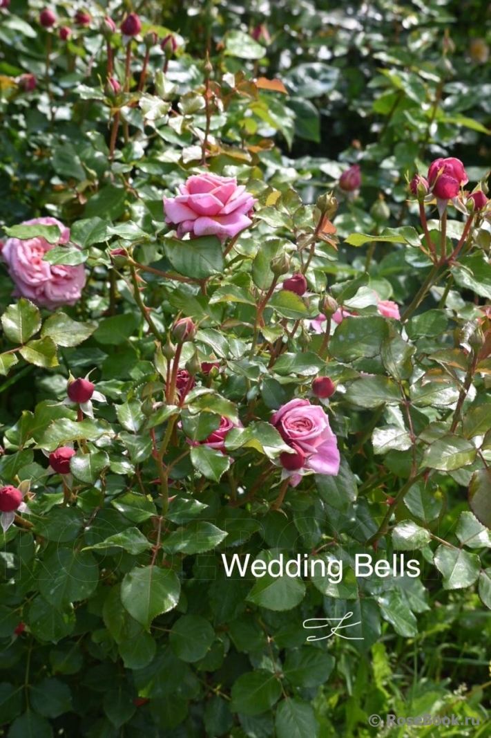 Wedding Bells ®