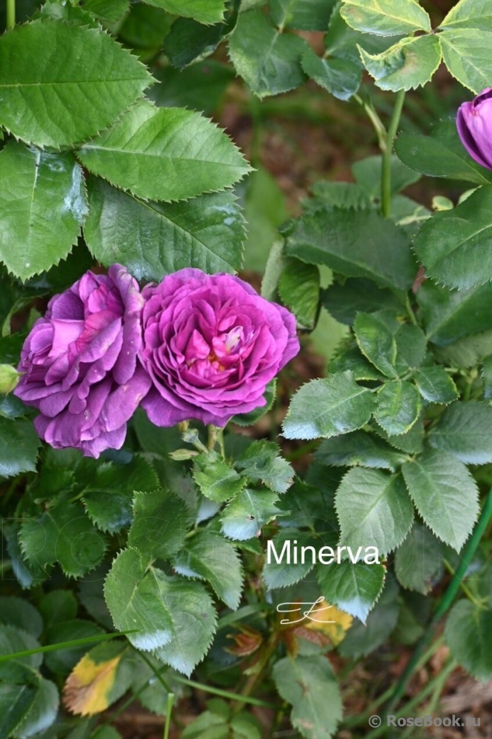 Minerva