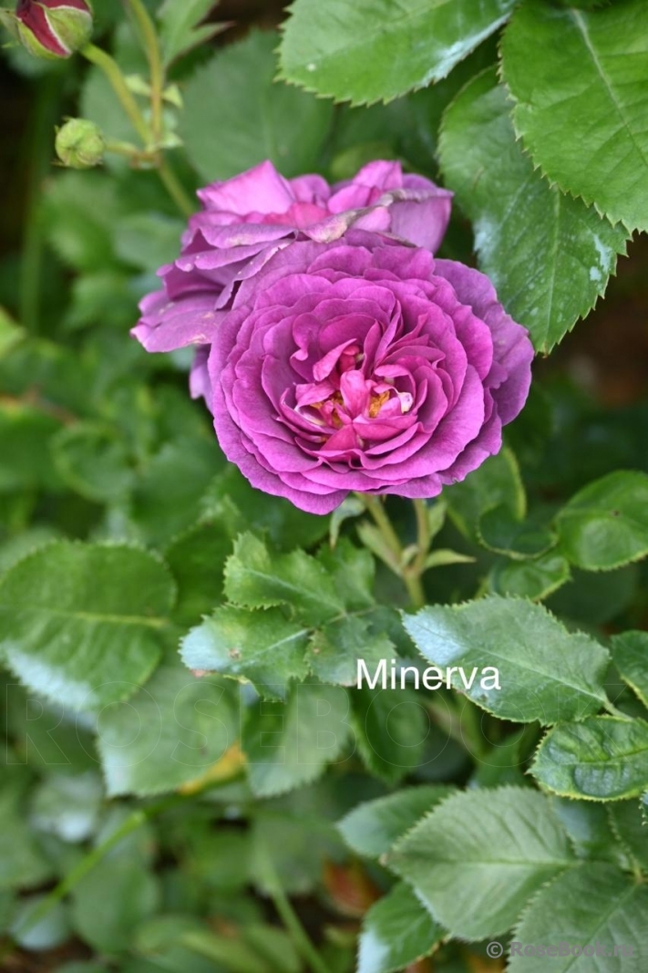 Minerva