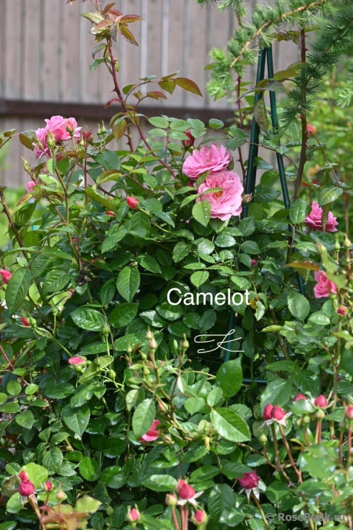 Camelot