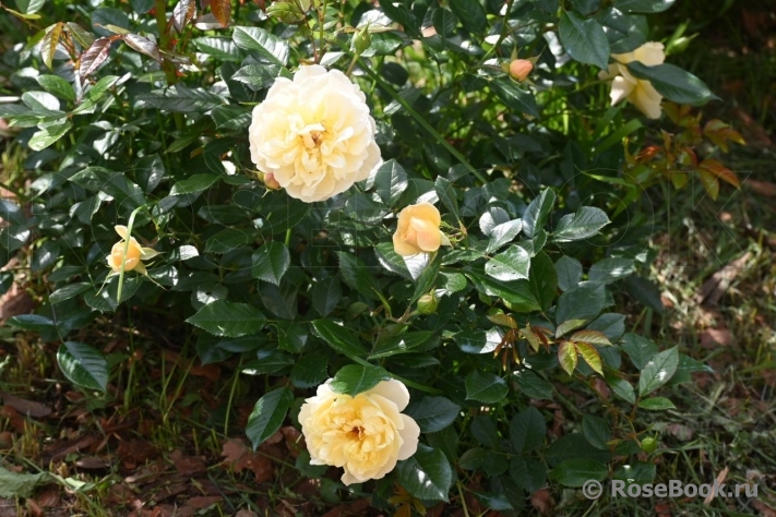 Sunny Rose