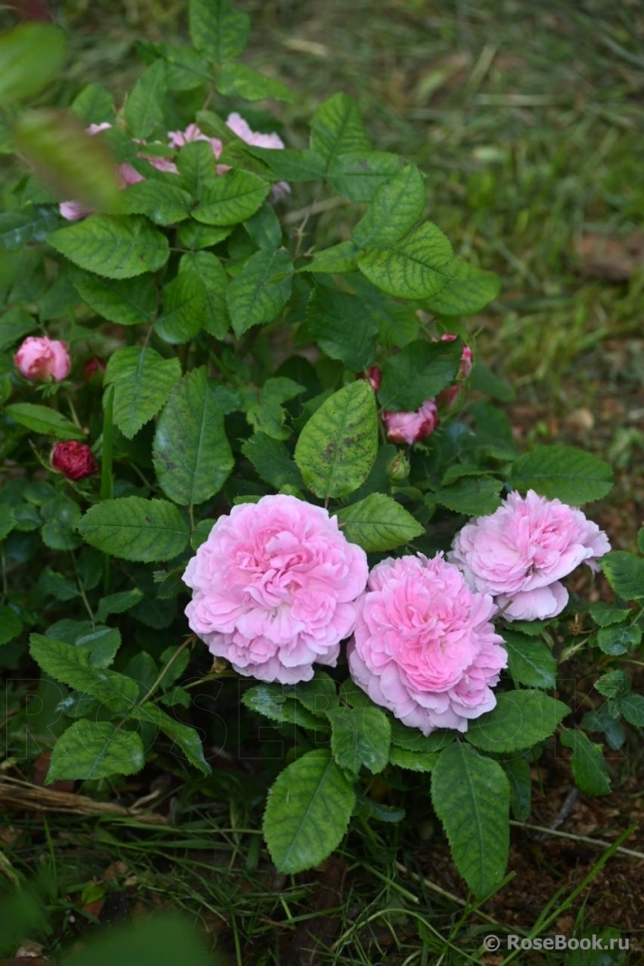 Jacques Cartier
