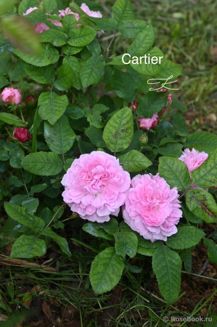 Jacques Cartier