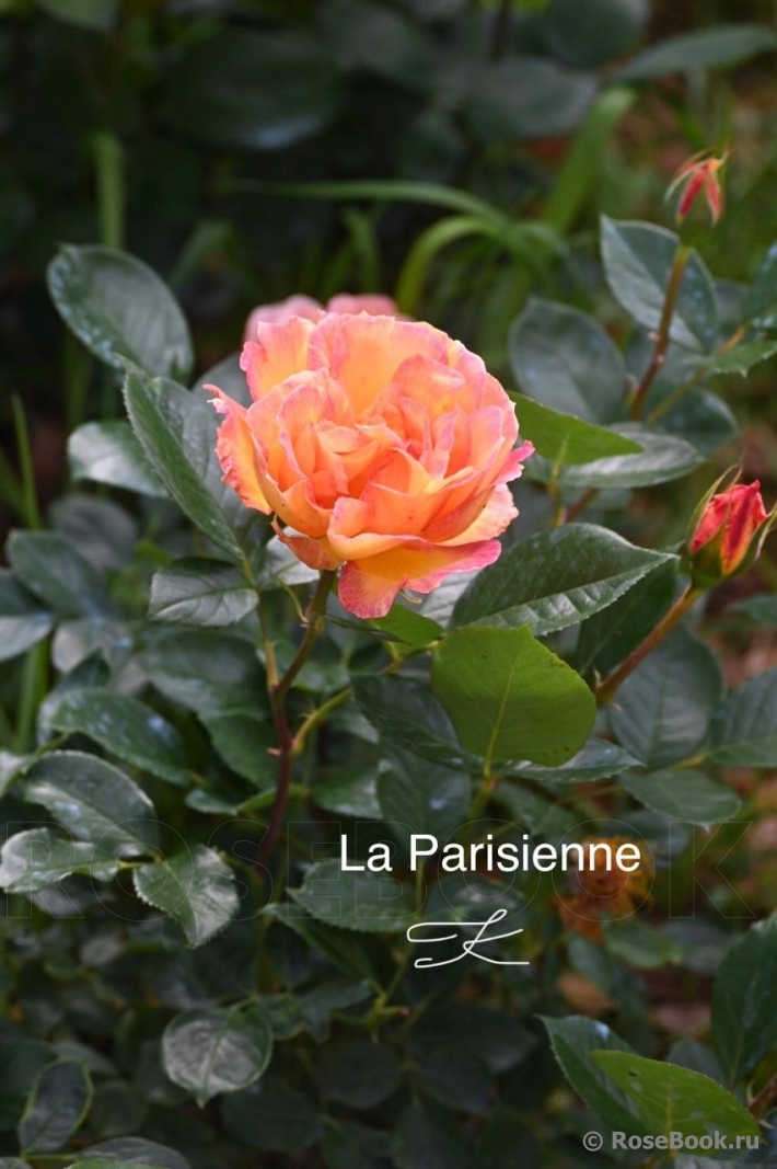 La Parisienne