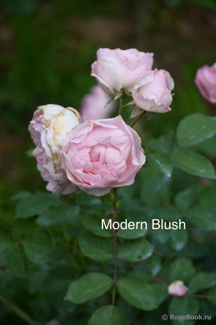 Morden Blush