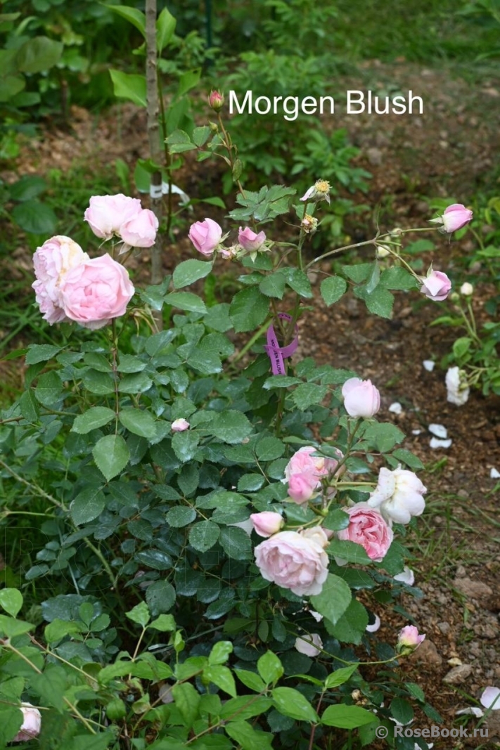 Morden Blush