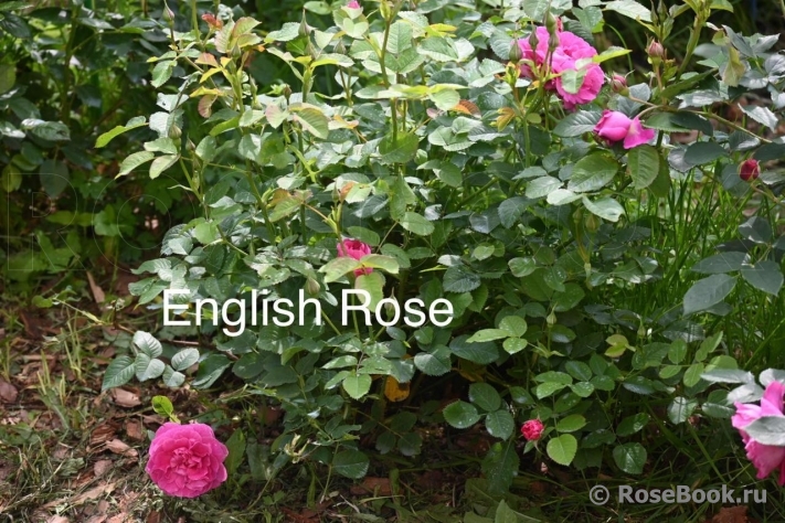 England's Rose