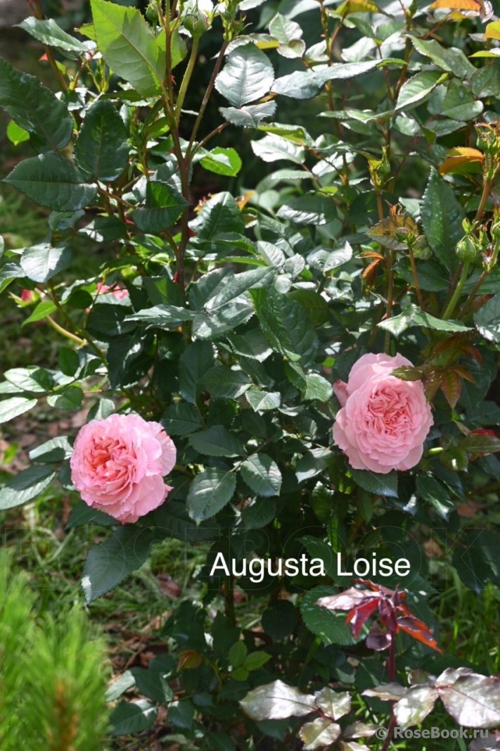 Augusta Luise