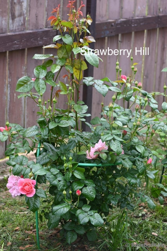 Strawberry Hill 