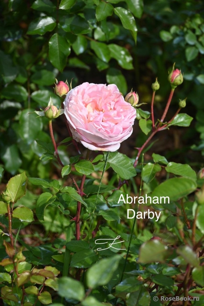 Abraham Darby