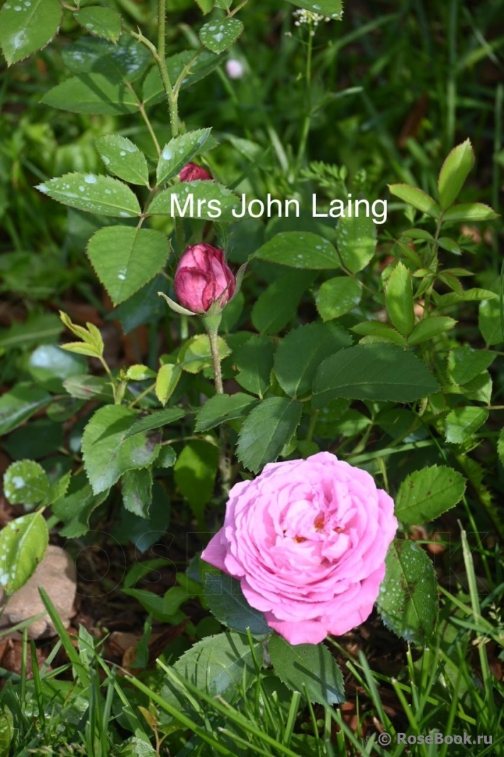 Mrs. John Laing  
