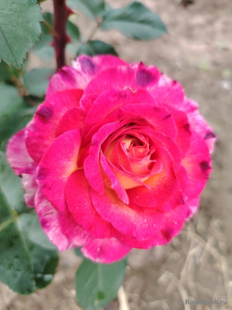Rosa Le Rosier De La Memoire