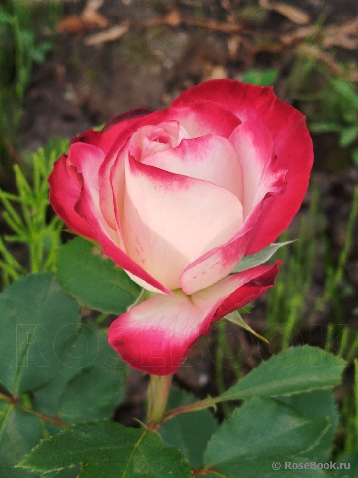 Jubile du Prince de Monaco 