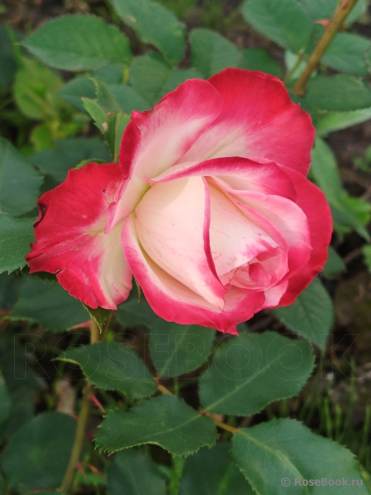 Jubile du Prince de Monaco 
