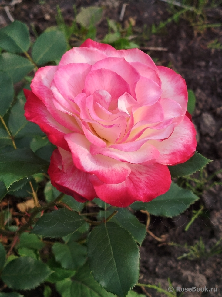 Jubile du Prince de Monaco 