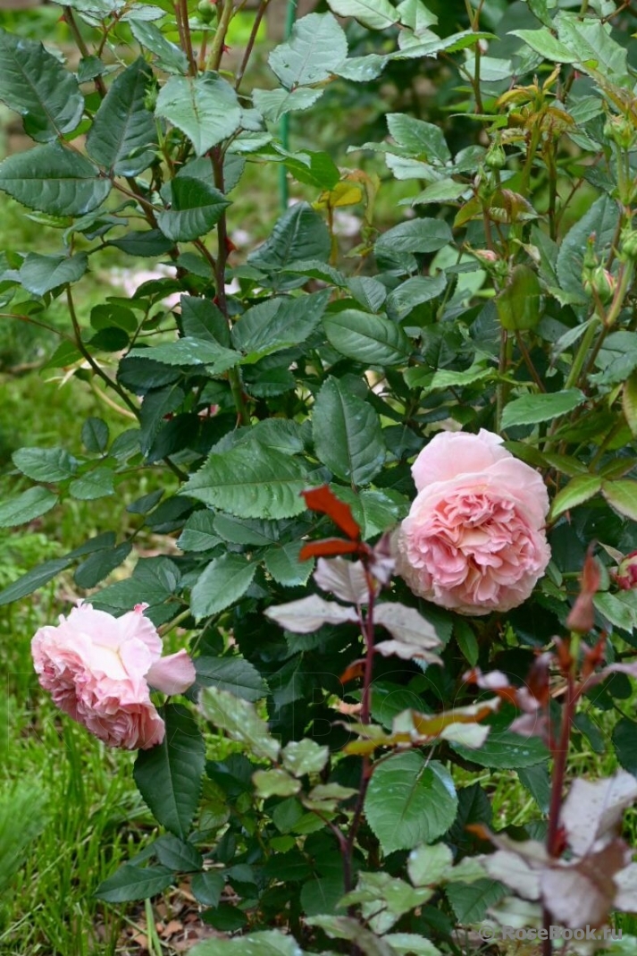 Augusta Luise