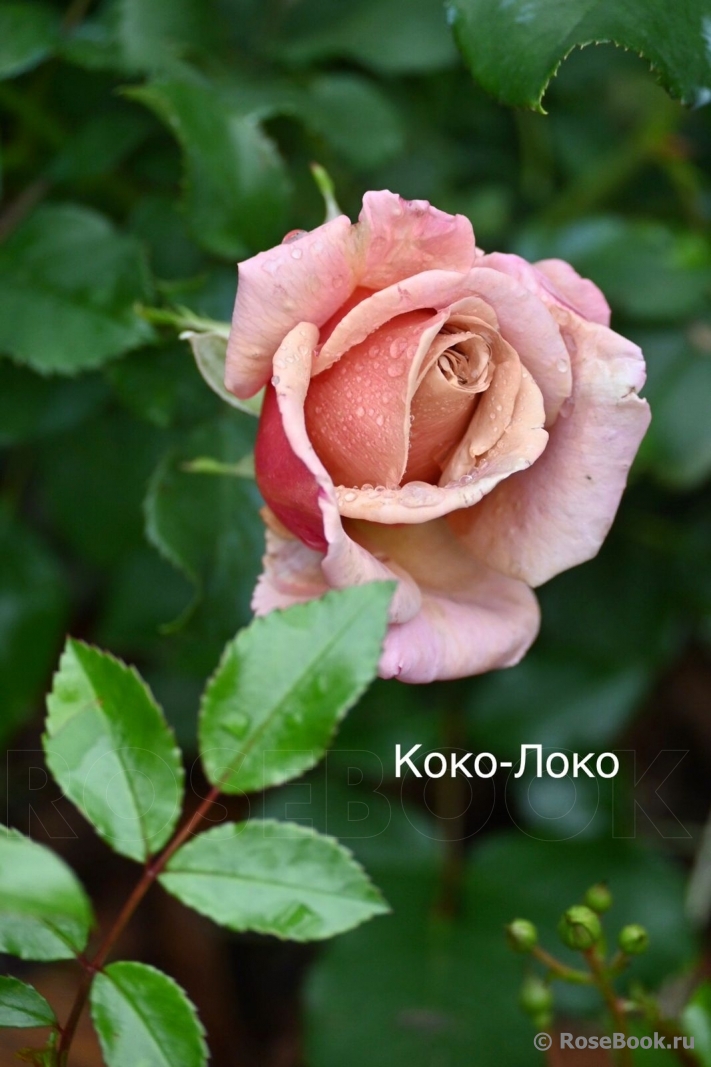 Koko Loko