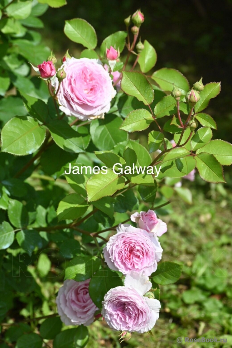 James Galway®