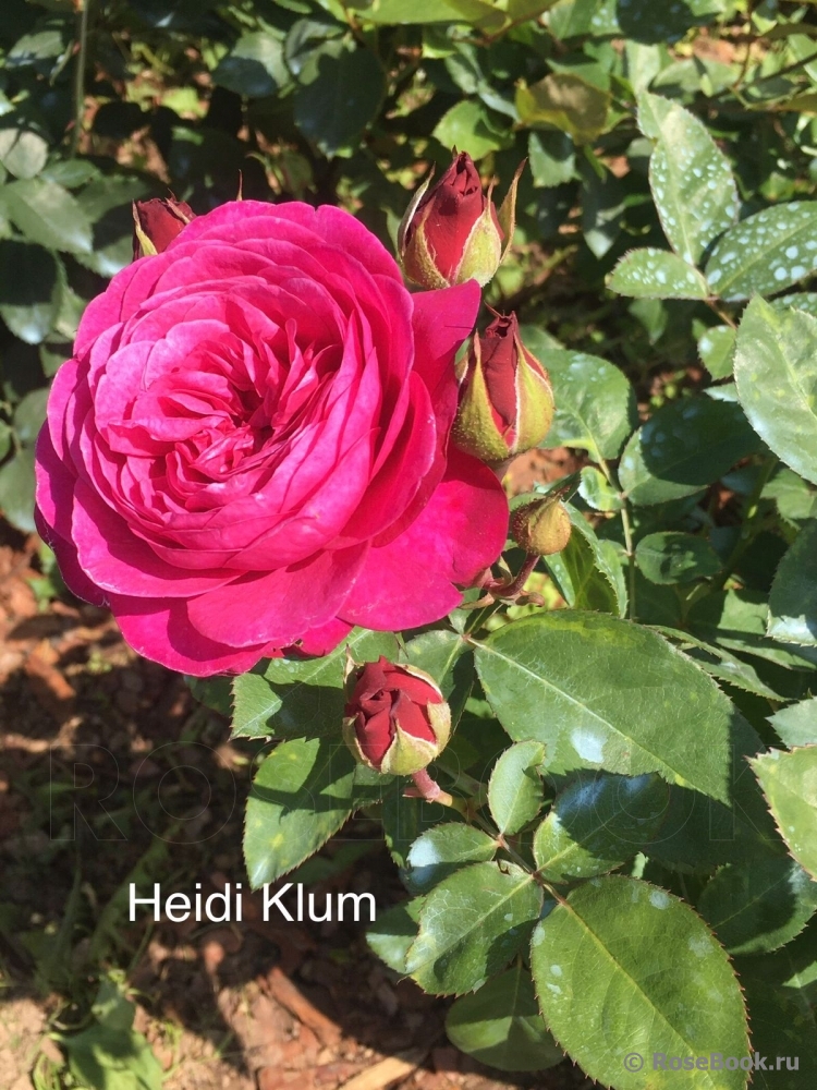 Heidi Klum Rose