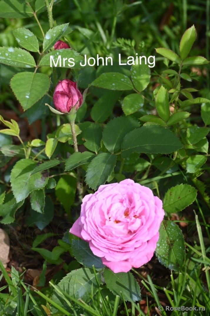 Mrs. John Laing  