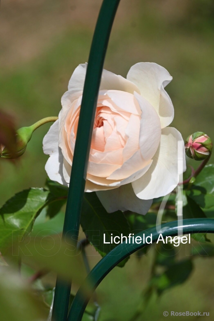 Lichfield Angel 