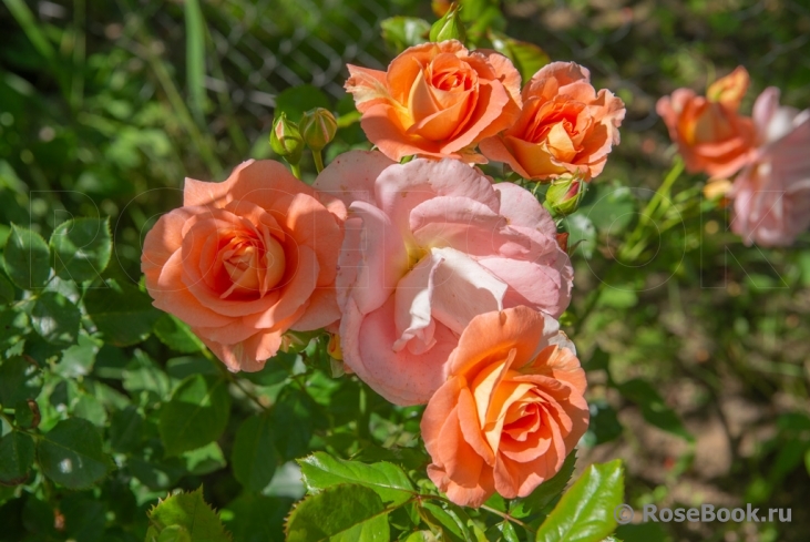 Westerland