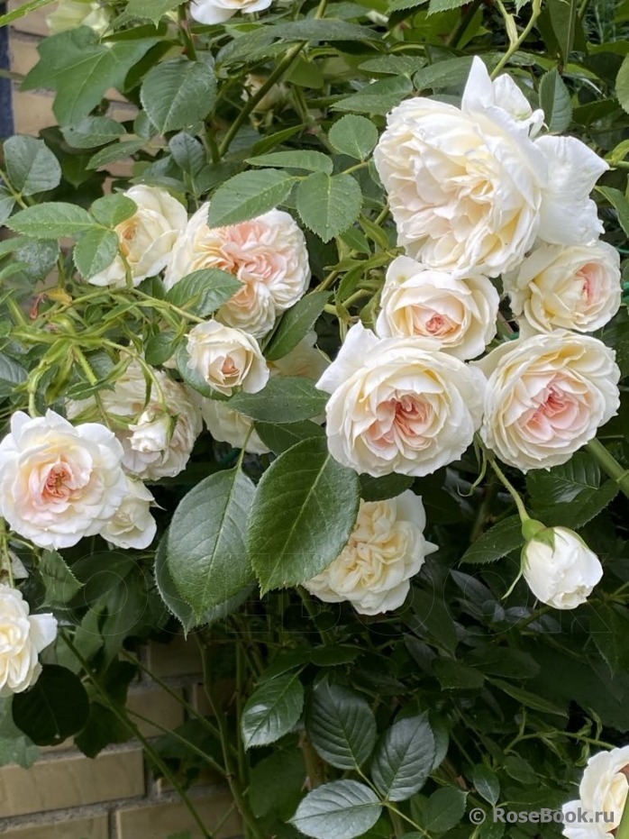 Mon Jardin et Ma Maison