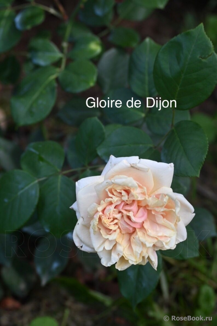Gloire de Dijon 