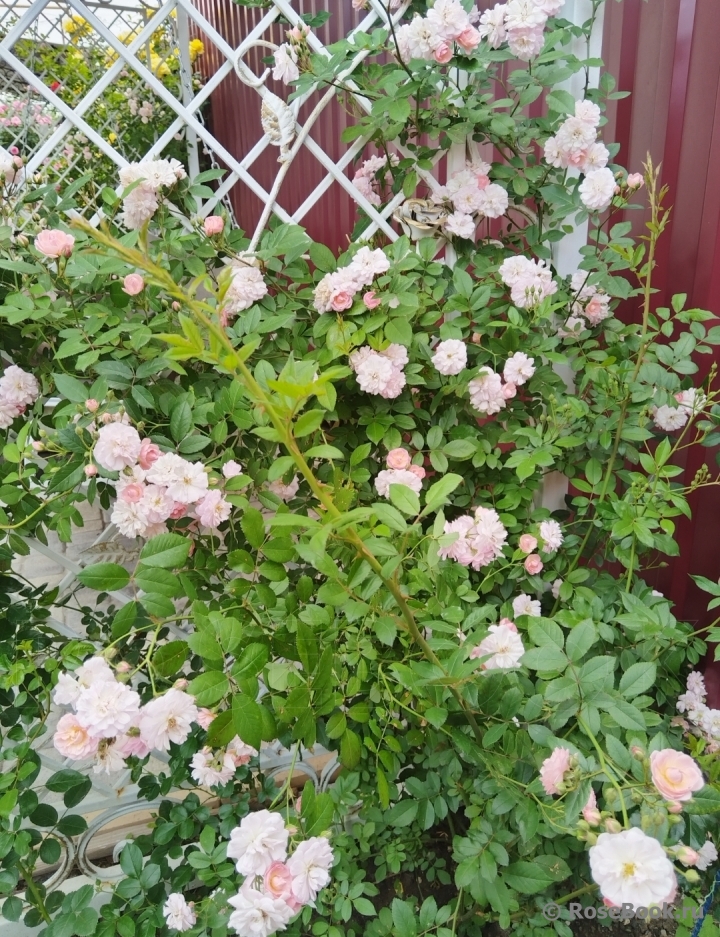Brise Parfum