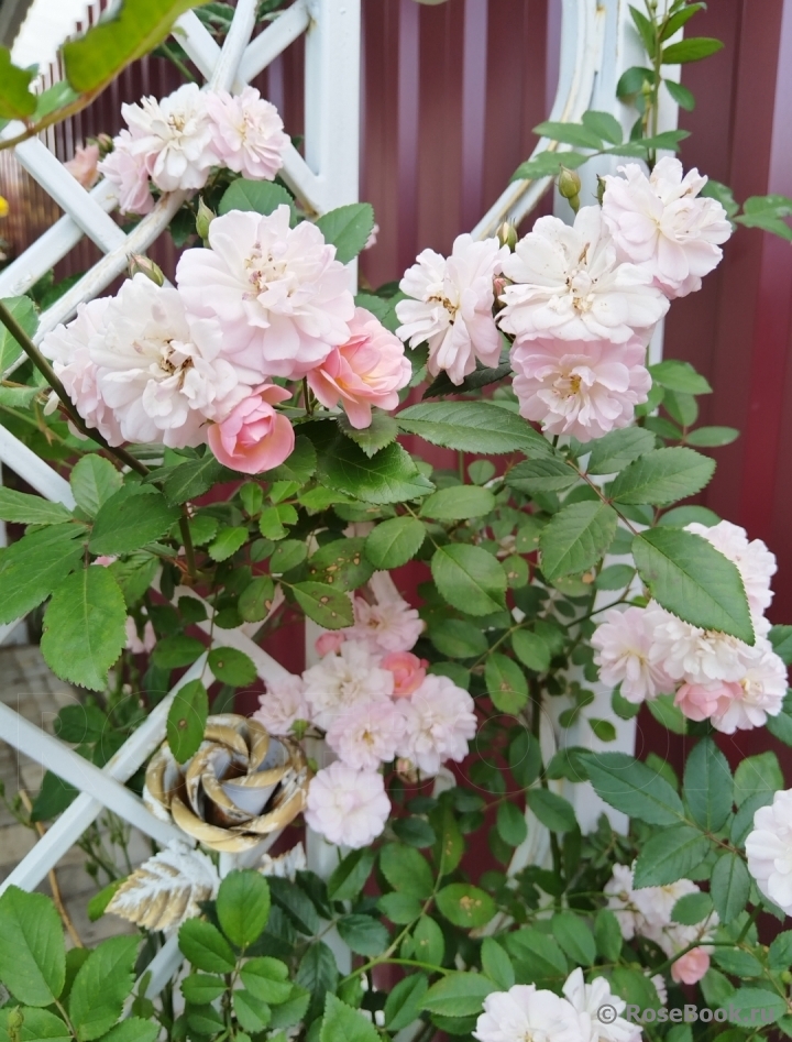 Brise Parfum