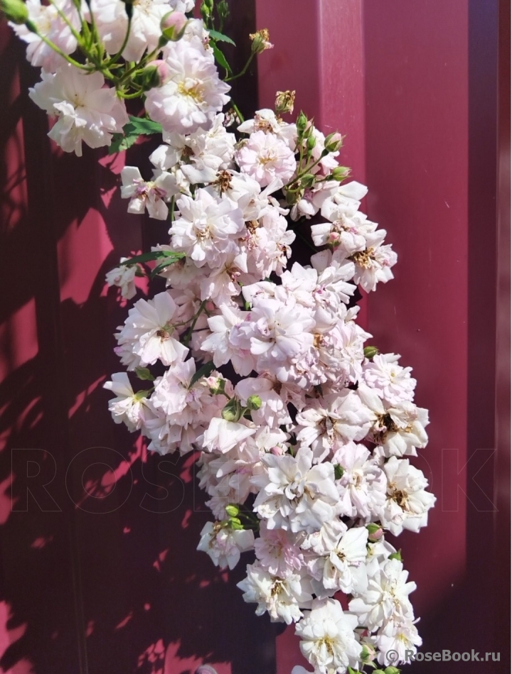 Brise Parfum
