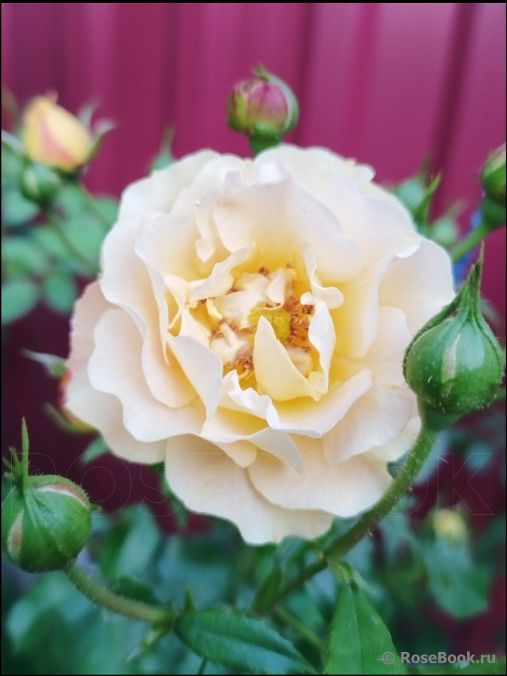 Starlet®-Rose Lizzy®