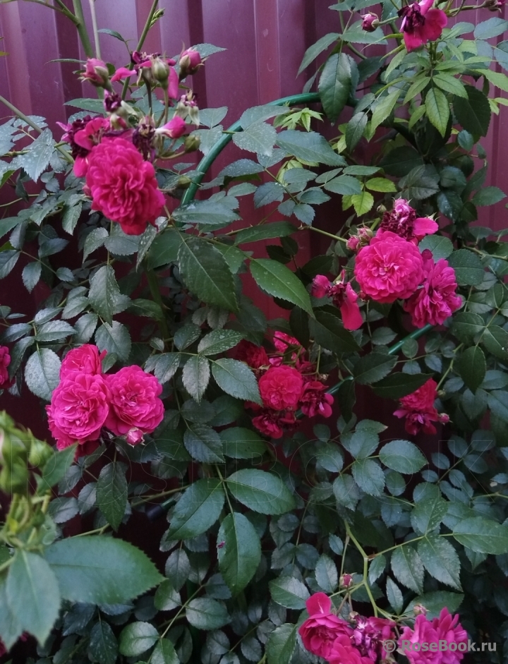 Starlet®-Rose Lola®