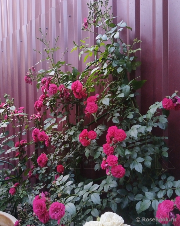 Starlet®-Rose Lola®