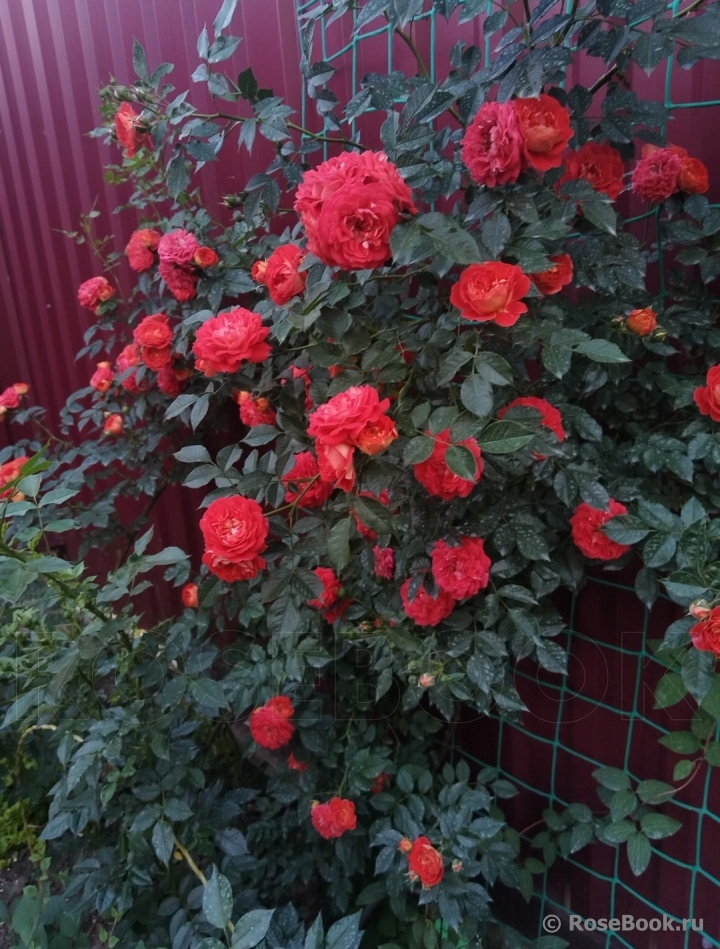 Starlet®-Rose Carmen®