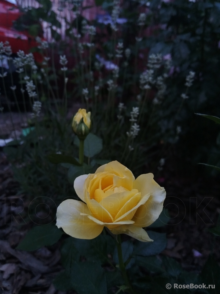 Tete d'Or