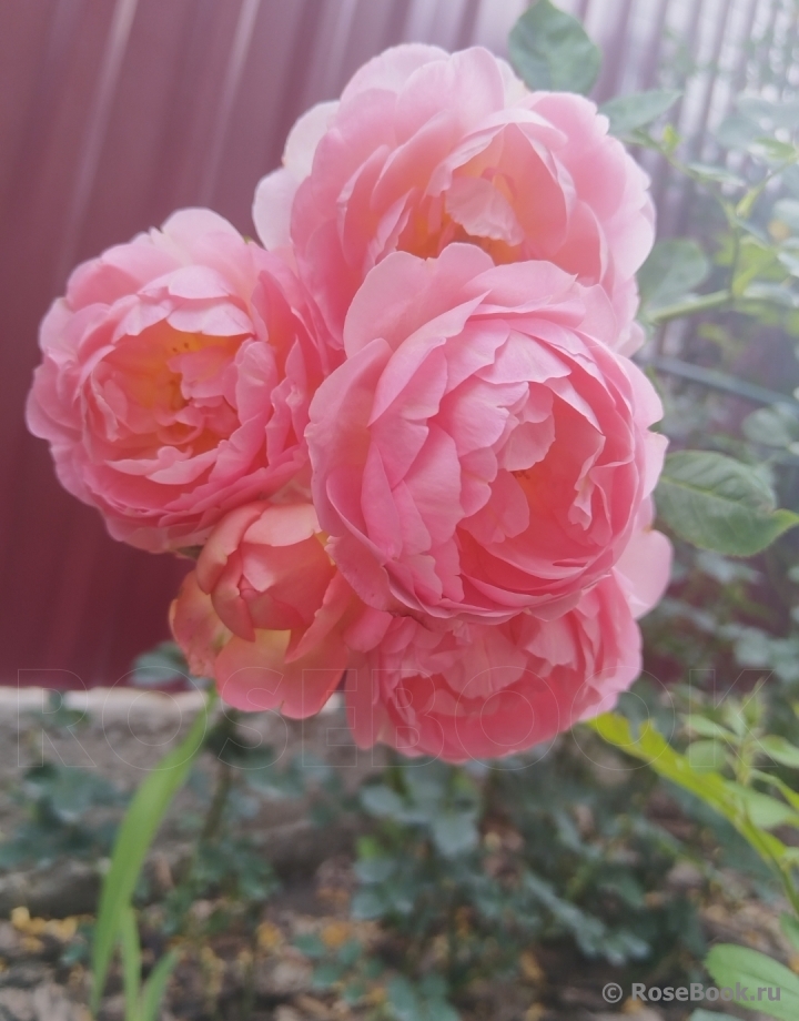 Pink Lady of Shalott